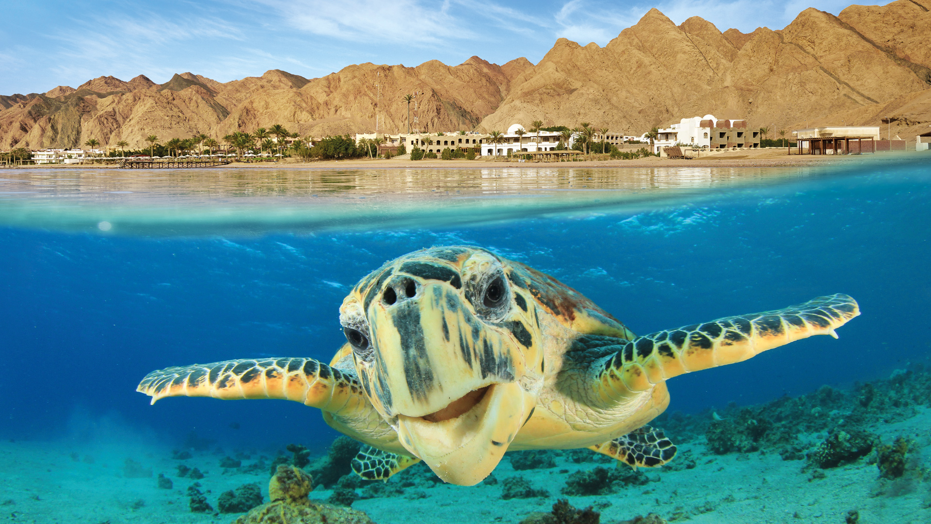 Buceo en el Mar Rojo, Egipto
